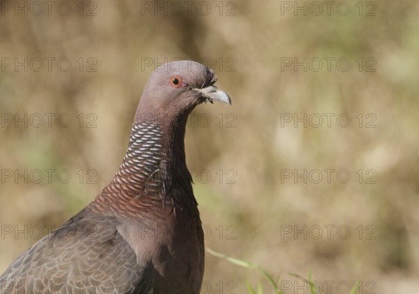 Picazuro Pigeon (Patagioenas picazuro), Buenos Aires, Argentina, South America