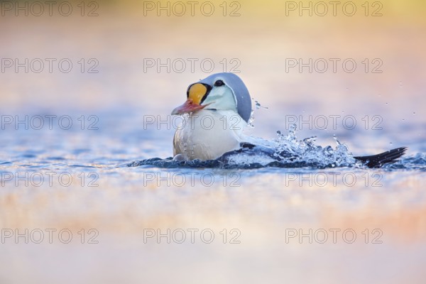 King Eider (Somateria spectabilis) male, Finnmark, Norway, Europe