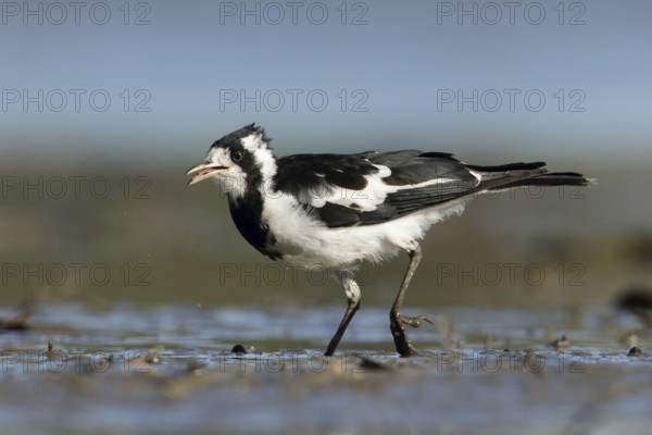 Magpie-Lark (Grallina cyanoleuca) female, Victoria, Australia, Oceania
