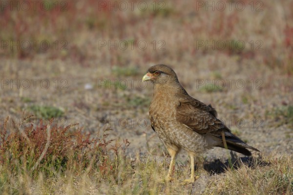 Chimangokarakara, lat. Phalcoboenus chimango, auf dem Boden stehend in niedriger Vegetation