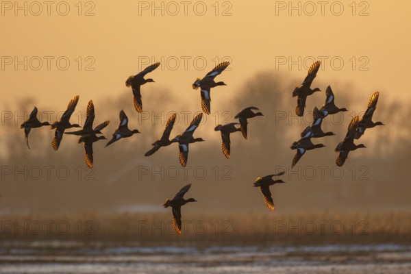 Eurasian Wigeon (Mareca penelope) group in flight, Netherlands