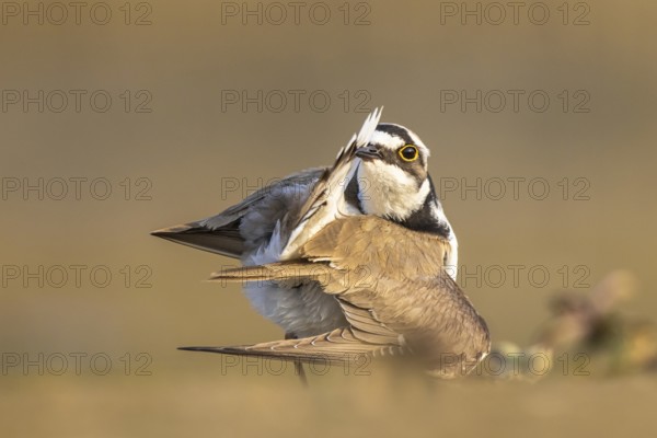 Little Ringed Plover (Charadrius dubius) preening, North Rhine-Westphalia, Germany, Europe