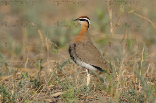 Indian Courser (Cursorius coromandelicus), India, Asia