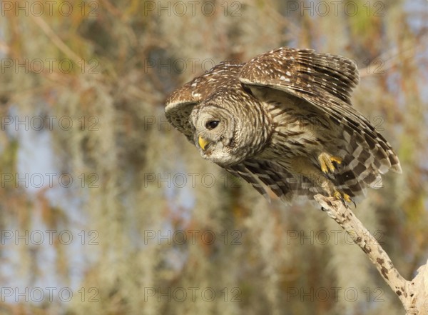 Barred Owl (Strix varia), Florida, USA, North America