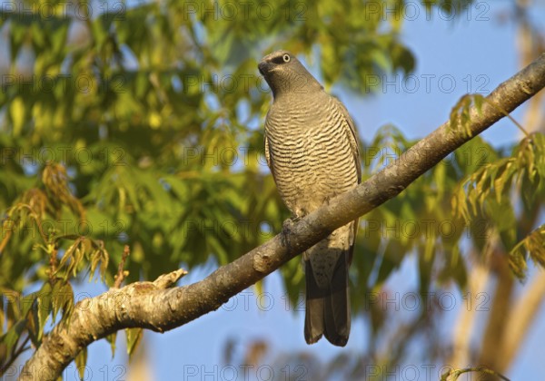 Barred Cuckooshrike (Coracina lineata), Queensland, Australia, Oceania
