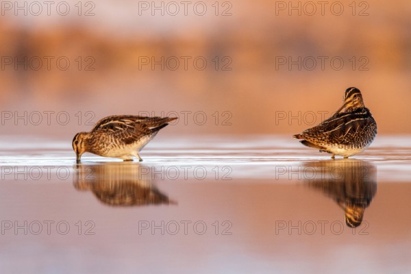 Common Snipe (Gallinago gallinago) foraging, Castile-La Mancha, Spain, Europe
