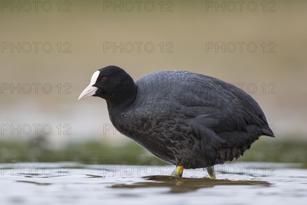 Eurasian Coot (Fulica atra), North Rhine-Westphalia, Germany, Europe