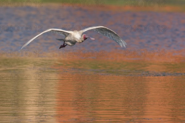 African Spoonbill (Platalea alba) flying, Western Cape, South Africa, Africa