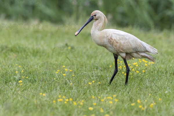 Eurasian Spoonbill (Platalea leucorodia) foraging, Texel, Netherlands