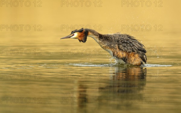 Haubentaucher (Podiceps cristatus)