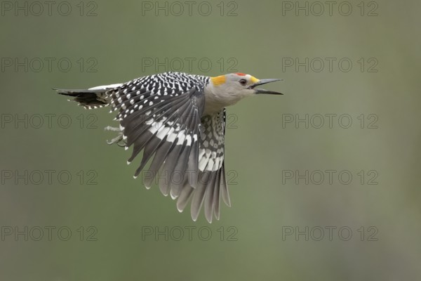 Golden-fronted Woodpecker (Melanerpes aurifrons) male calling in flight, Texas, USA, North America