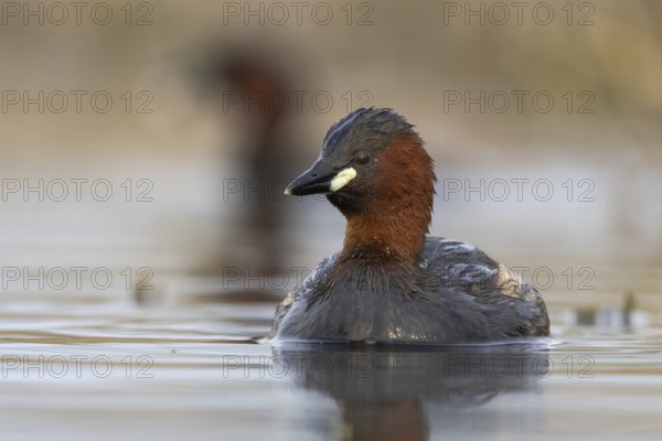 Little Grebe (Tachybaptus ruficollis), North Rhine-Westphalia, Germany, Europe