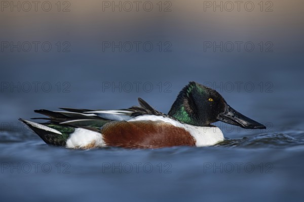 Northern Shoveler (Spatula clypeata) male, Schleswig-Holstein, Germany, Europe