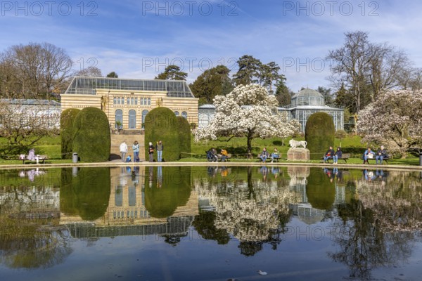 Magnolia blossom (Magnolia) at Wilhelma Stuttgart. According to Wilhelma, the Moorish Garden is home to the largest magnolia grove north of the Alps. A greenhouse is reflected in the water lily pond. Stuttgart, Baden-Württemberg, Germany, Europe