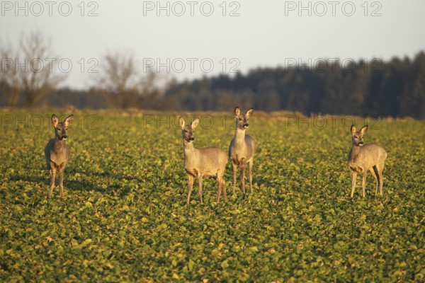 Roe deer (Capreolus capreolus) Field deer in spring in the field, Lower Austria, Austria, Lower Austria, Austria, Europe