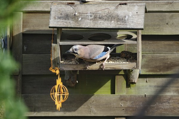 Eurasian Jay in a wooden feeder, surrounded by wooden slats, Braunschweig, Lower Saxony, Germany, Europe