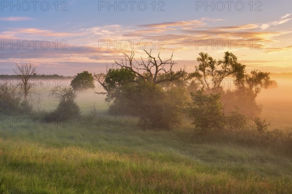 Morning atmosphere in the Elbe meadows near Wörlitz, meadow and copses in the morning mist at sunrise, Garden Kingdom Dessau-Wörlitz, Wörlitz, Saxony-Anhalt, Germany, Europe