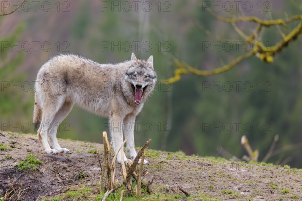 A grey wolf (Canis lupus lupus) stands panting on a hill on a cloudy day. A forest can be seen in the background