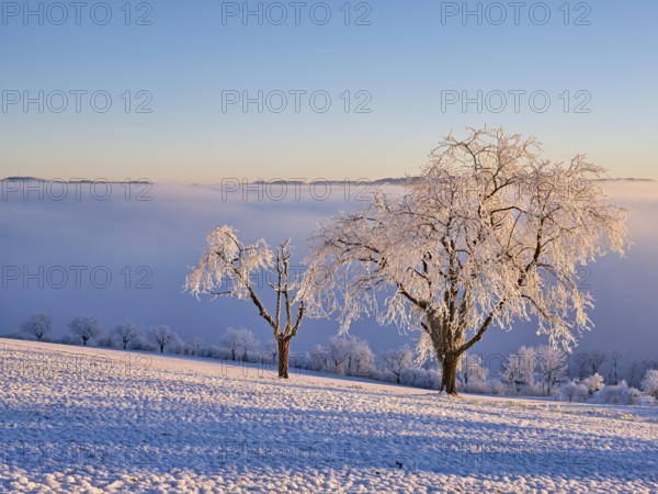 Trees in the rough in the light of the rising sun, behind the sea of fog over the Reuss valley, Beinwil, Freiamt, Horben, Canton Aargau, Switzerland, Europe
