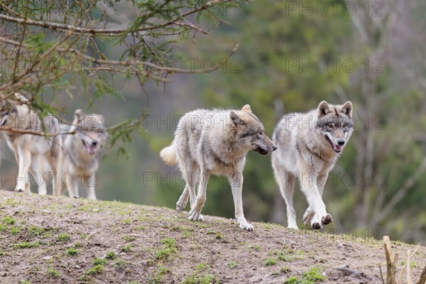 A pack of grey wolves (Canis lupus lupus) playing on a hill and showing social behaviour