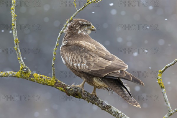 Steppe buzzard (Buteo buteo) in snowfall, Germany, Europe