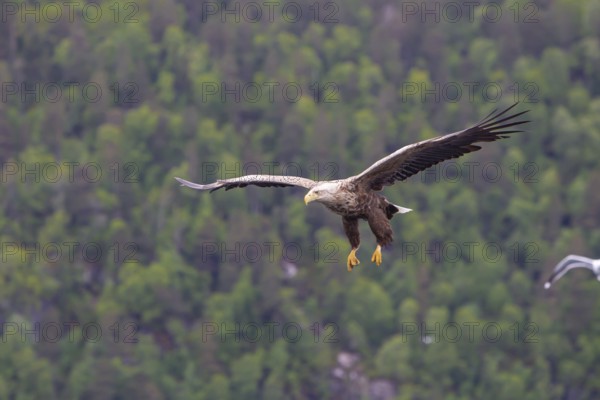 White-tailed eagle (Halliaeetus albicilla) in front of snow-covered mountains and forest, Norway, Europe