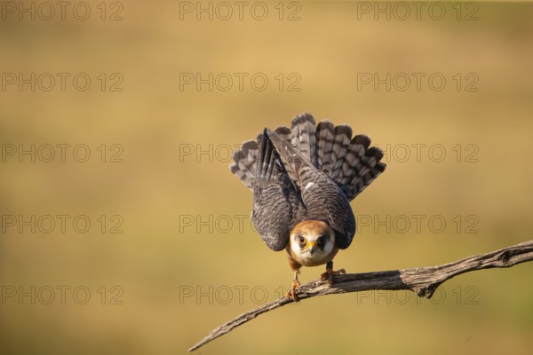 Red-footed Falcon (Falco vespertinus) female, Hungary, Europe