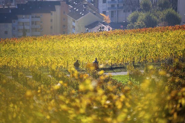 Golden October: Hikers among autumn-coloured vines above Neustadt an der Weinstraße