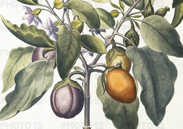 Aubergine (Solanum melongena) or egg plant, hand-coloured copperplate engraving by Basilius Besler, from Hortus Eystettensis, 1613