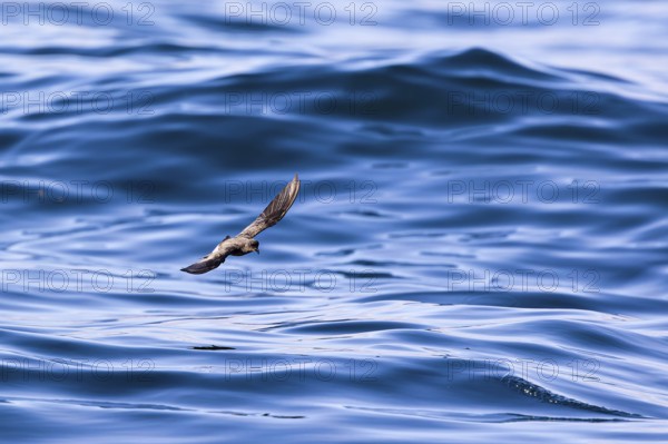 Storm Petrel (Hydrobates pelagicus) flying over calm sea, Sagres, Algarve, Portugal, Europe