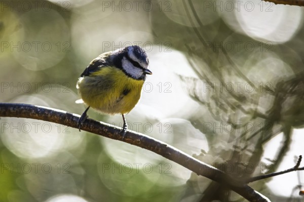 Blue Tit, Cyanistes Caeruleus