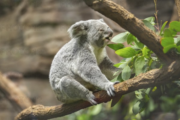 Koala (Phascolarctos cinereus) sitting on a tree, captive, distribution South Australia, Australia, Oceania