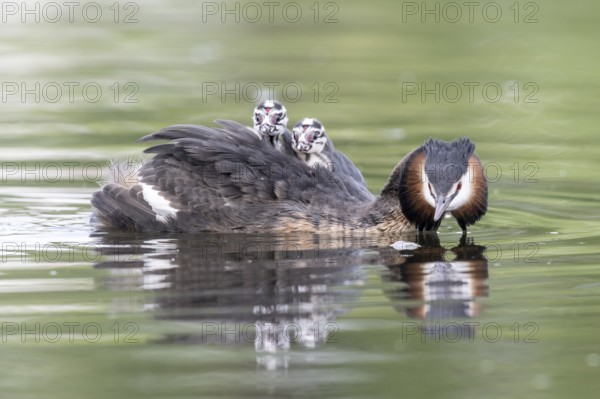 Great Crested Grebe (Podiceps Scalloped ribbonfish) with juveniles, Emsland, Lower Saxony, Germany, Europe