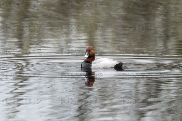 Common Pochard (Aythya ferina), male, Vulkaneifel, Rhineland-Palatinate, Germany, Europe