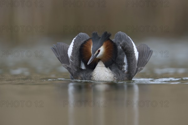 Great Crested Grebe (Podiceps cristatus) displaying, North Rhine-Westphalia, Germany, Europe