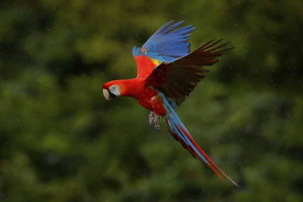 Parrot flight. Red parrot in rain. Macaw parrot fly in dark green vegetation. Scarlet Macaw, Ara macao, in tropical forest, Costa Rica. Wildlife scene from tropic nature. Red bird in the forest