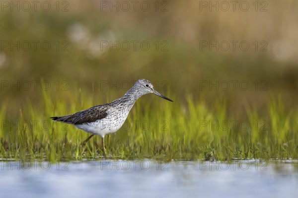 Common Greenshank (Tringa nebularia), North Rhine-Westphalia, Germany, Europe