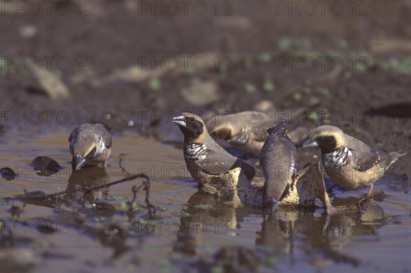 Pictorella Mannikin (Heteromunia pectoralis)