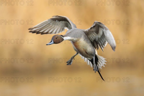 Northern Pintail (Anas acuta) male flying, British Columbia, Canada, North America