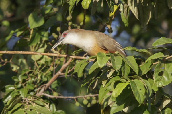 Great Lizard Cuckoo (Coccyzus merlini) perched on a branch in Cuba