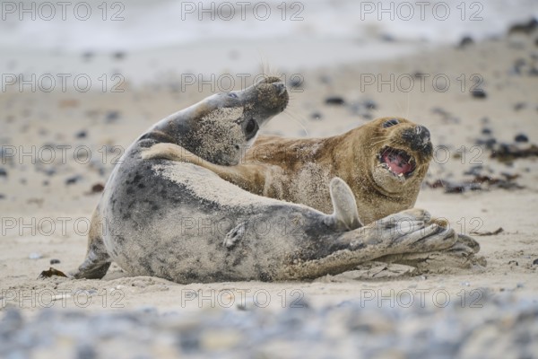 Grey seal (Halichoerus grypus) playing with each other on the beach, Düne, Helgoland, Schleswig-Holstein, Germany, Europe