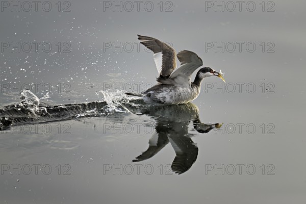 Slavonian grebe (Podiceps auritus), adult, in a white plumage, winter plumage, swimming with a fish in its beak, Lake Zug, Switzerland, Europe