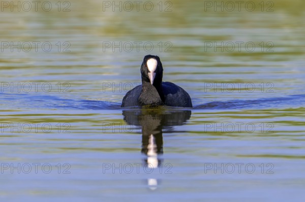 Eurasian coot, common coot (Fulica atra) swimming in lake, pond