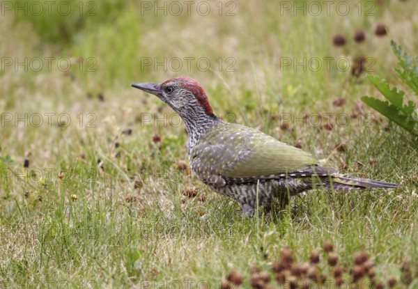 European Green Woodpecker (Picus viridis) juvenile female foraging, Mecklenburg-Western, Pomerania, Germany, Europe