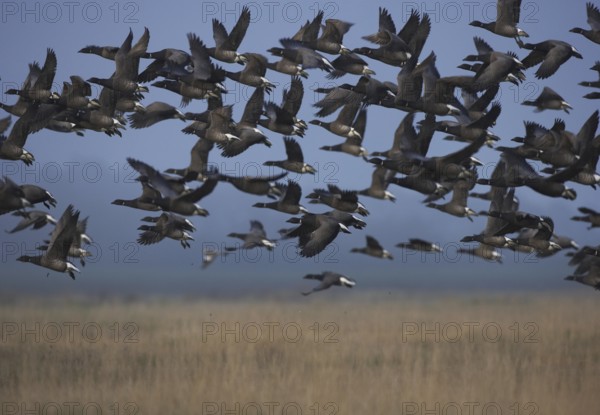 Brant Goose (Branta bernicla) flying, Schleswig-Holstein, Germany, Europe
