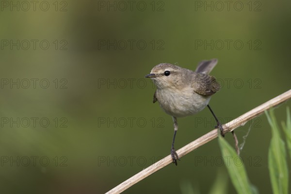 Siberian Chiffchaff - Taigazilpzalp - Phylloscopus tristis, Russia (Ural)