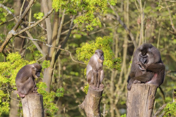 Three Drills (Mandrillus leucophaeus), a male and two females, sit high up on the three stumps of a cut tree and enjoy the early sunlight. A green forest can be seen in the background