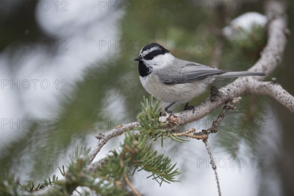 Mountain Chickadee (Poecile gambeli) perched on a branch of spruce tree, Wyoming, USA, North America