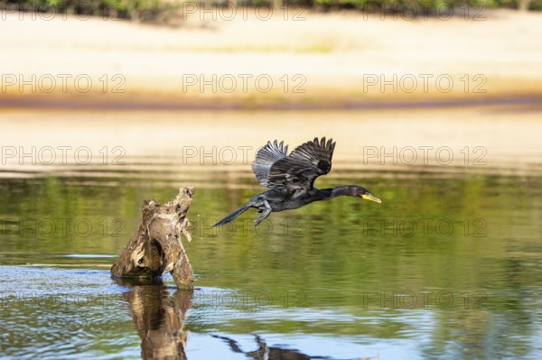 Humboldt Cormorant (Phalacrocorax brasilianus) Pantanal Brazil