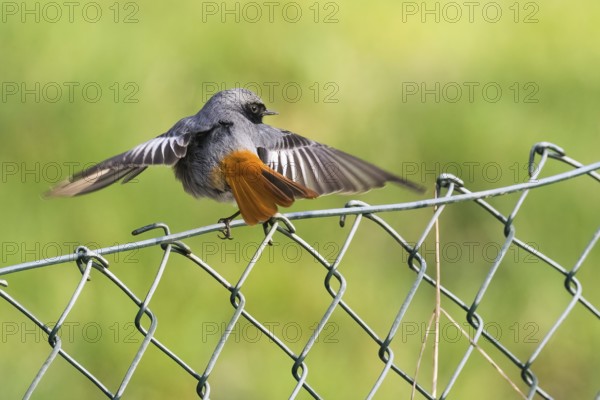A male black redstart (Phoenicurus ochruros) spreads its wings and sits on a wire mesh fence in a green environment, Hesse, Germany, Europe